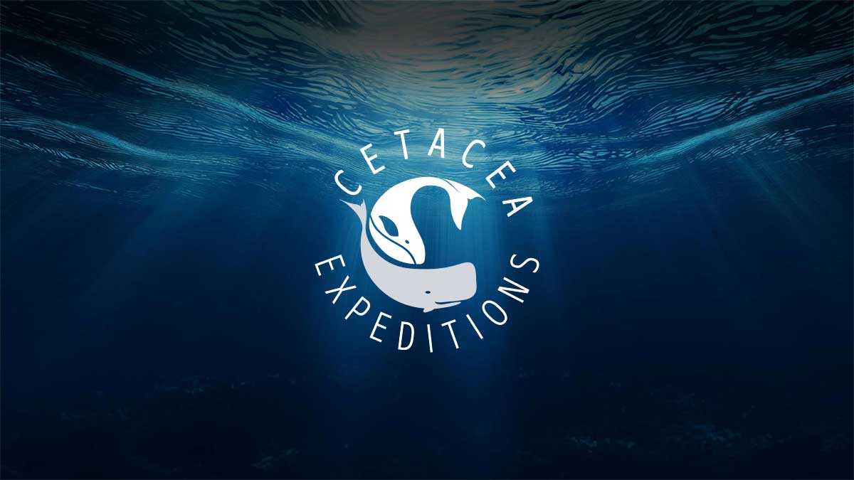 Cetacea Expeditions - Alle ricerca di cetacei nelle isole Eolie, Azzore ...